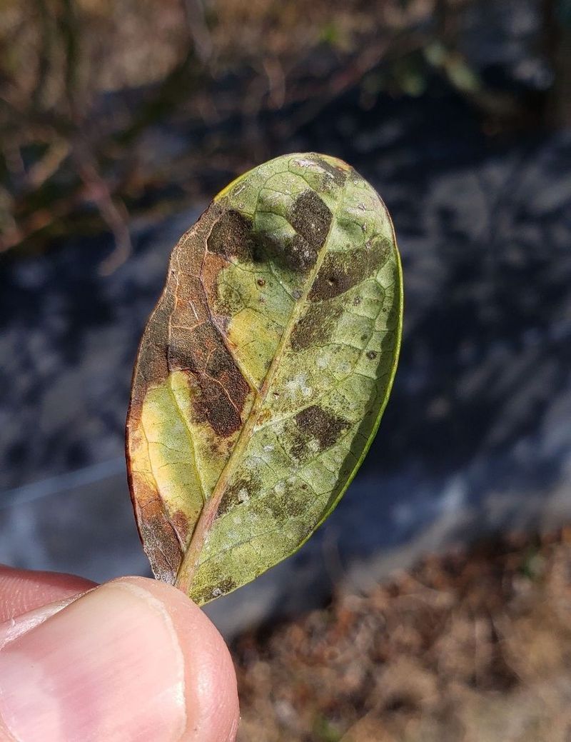 Scout for disease before the canopy drops leaves