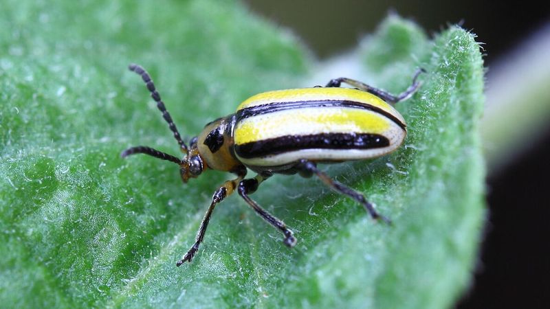 Scout for pests and diseases that alyssum cannot cure Scout for pests and diseases that alyssum cannot cure