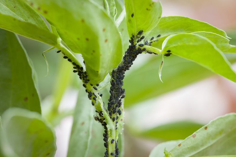 Scout for pests, disease, light, and planting timing