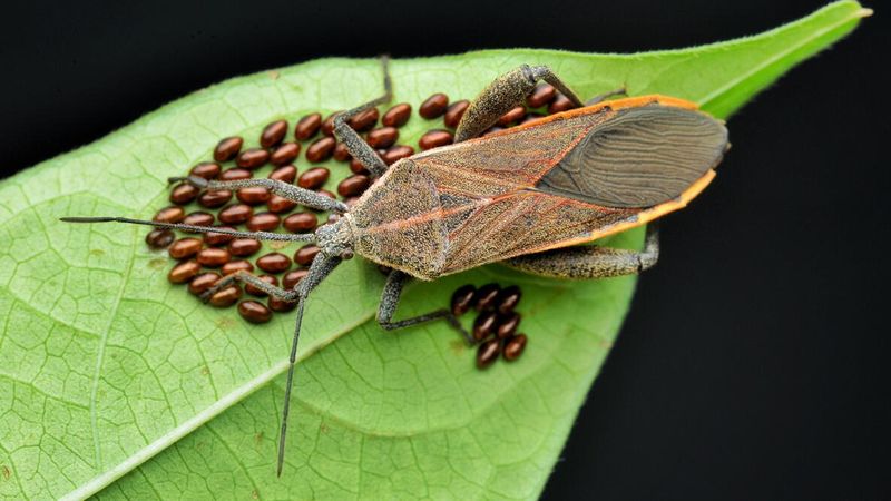 Scout for squash bugs and other overlapping problems Scout for squash bugs and other overlapping problems