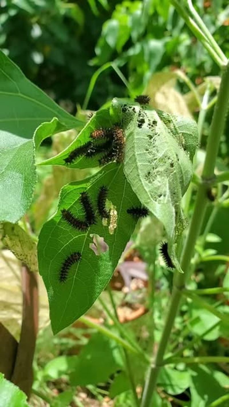Scout peppers before deciding that caterpillars need treatment