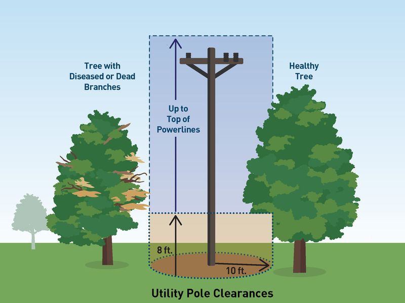 Screen trees for fire, power lines, and establishment needs