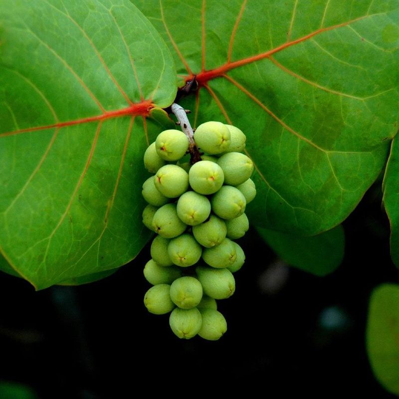 Sea Grape Sea Grape