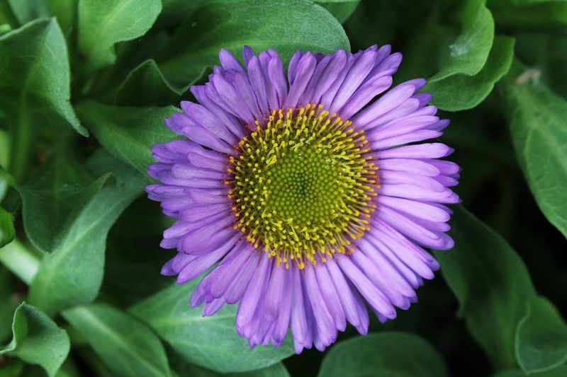 Seaside Daisy (Erigeron glaucus)