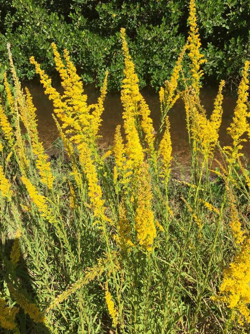 Seaside Goldenrod