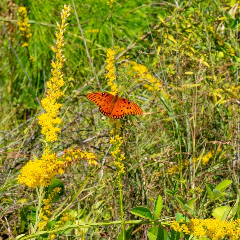 Seaside Goldenrod