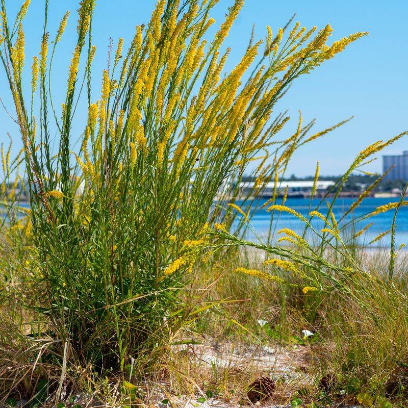 Seaside Goldenrod