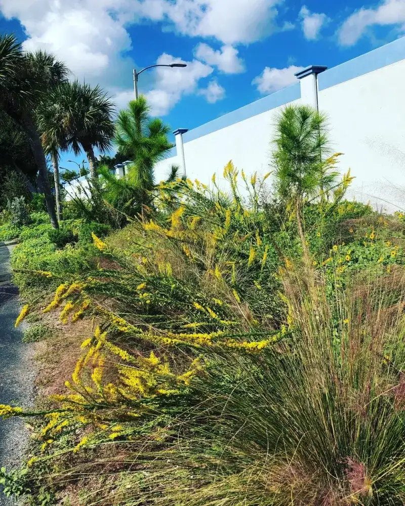Seaside Goldenrod