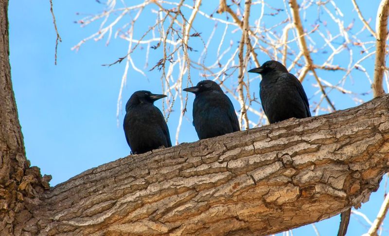 Season and flock behavior change the interpretation Season and flock behavior change the interpretation