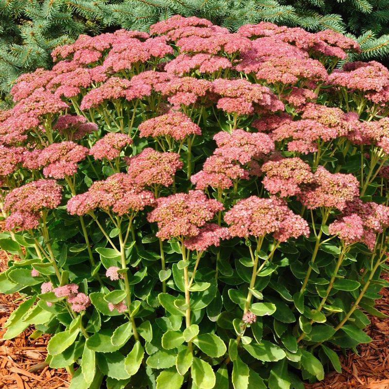 Sedum (Autumn Joy) Sedum (Autumn Joy)