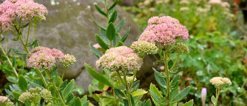 Sedum (Stonecrop)