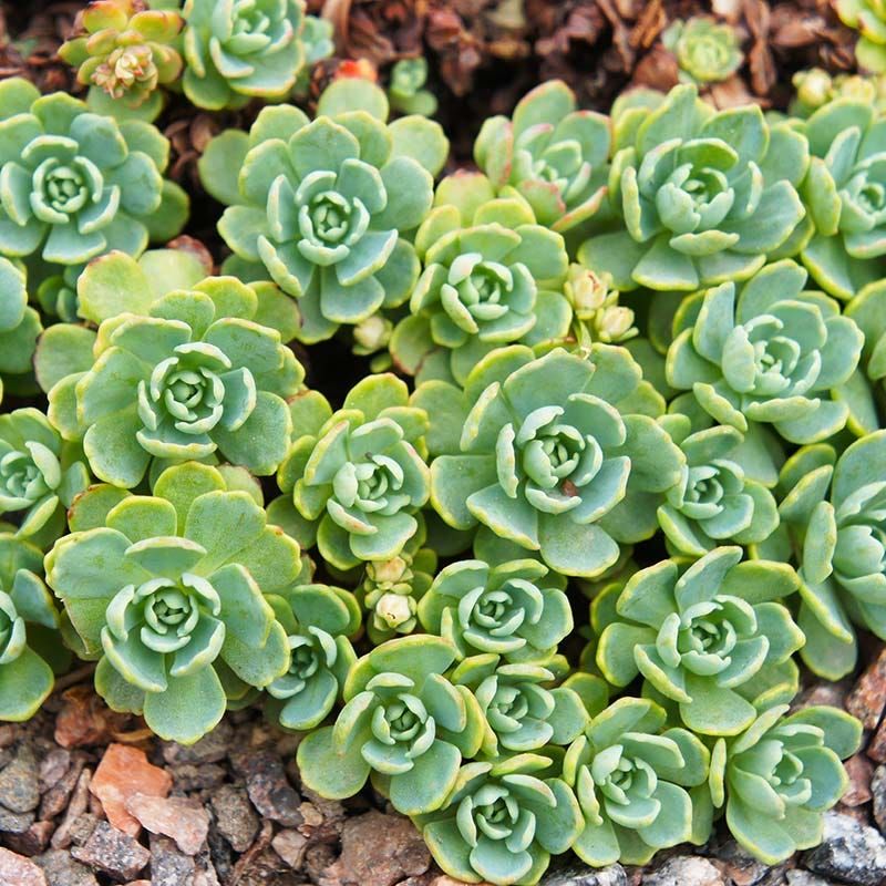 Sedum and Stonecrop (Sedum spp.) Sedum and Stonecrop (Sedum spp.)