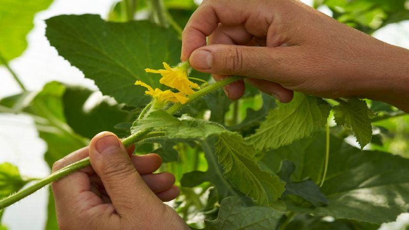 See how heat interferes with fruit set