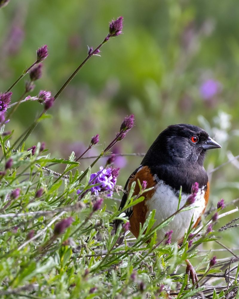 Seed-producing plants extend the food supply