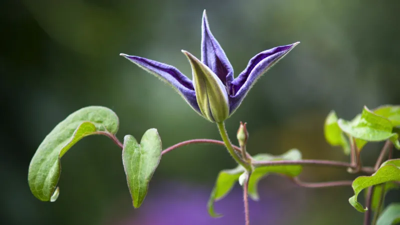 Select healthy growth from a parent worth copying