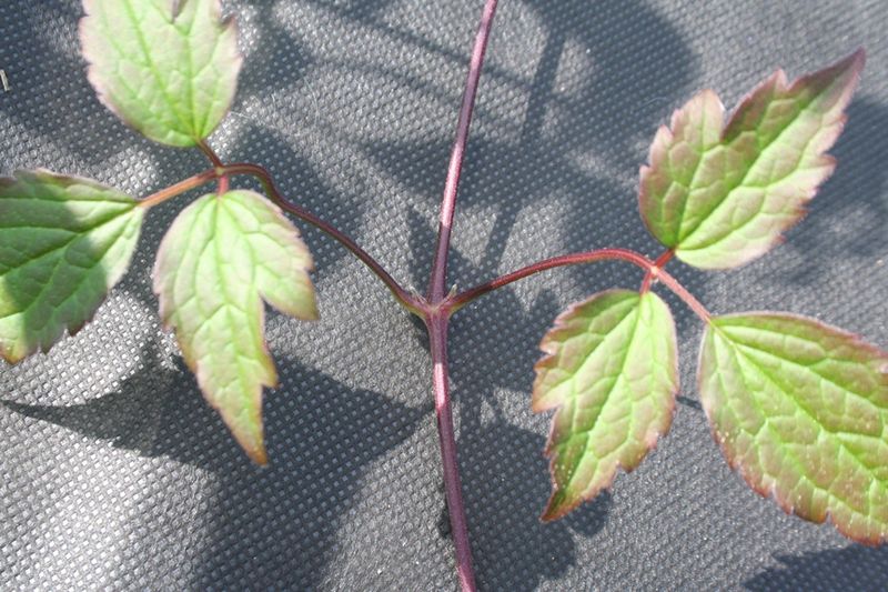 Select healthy, nonflowering current-season growth Select healthy, nonflowering current-season growth