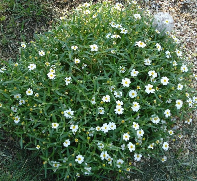 Self-sowing depends on mature seed and suitable soil