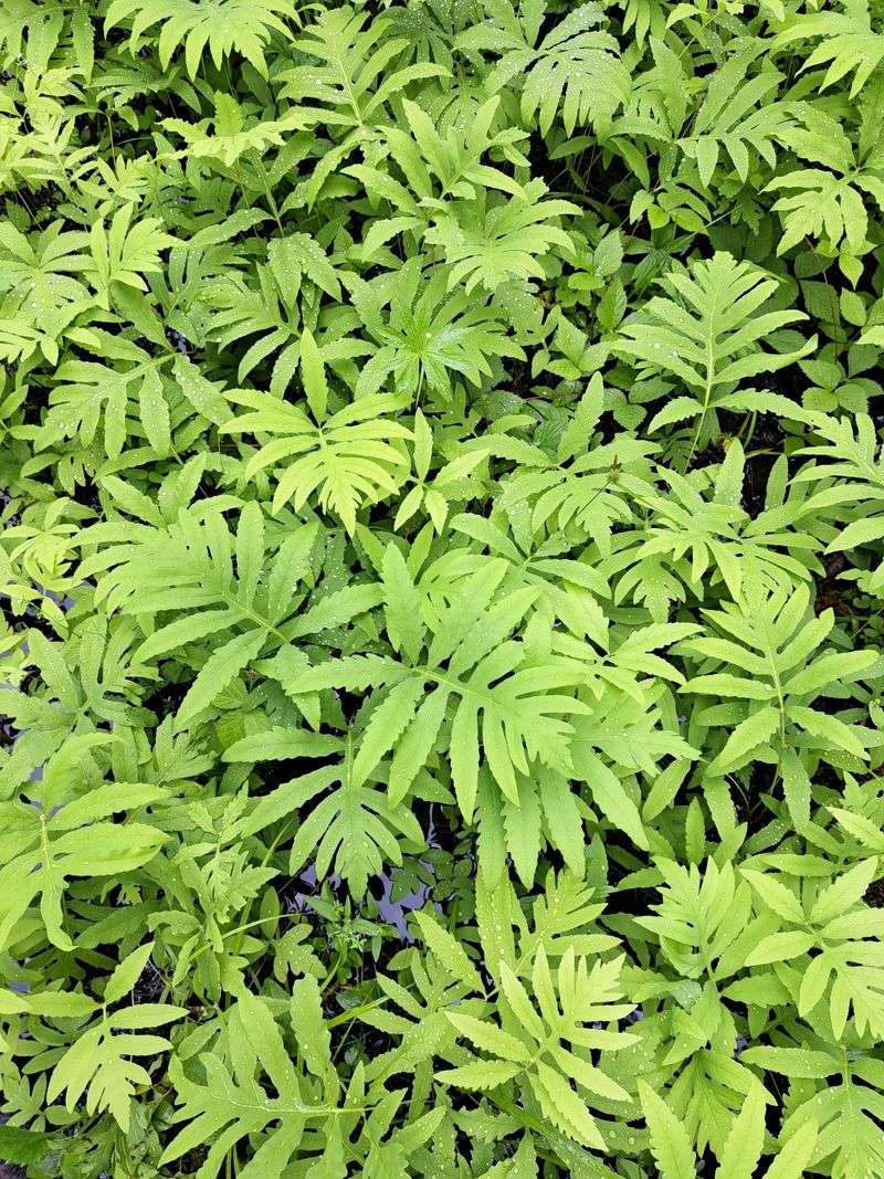 Sensitive Fern
