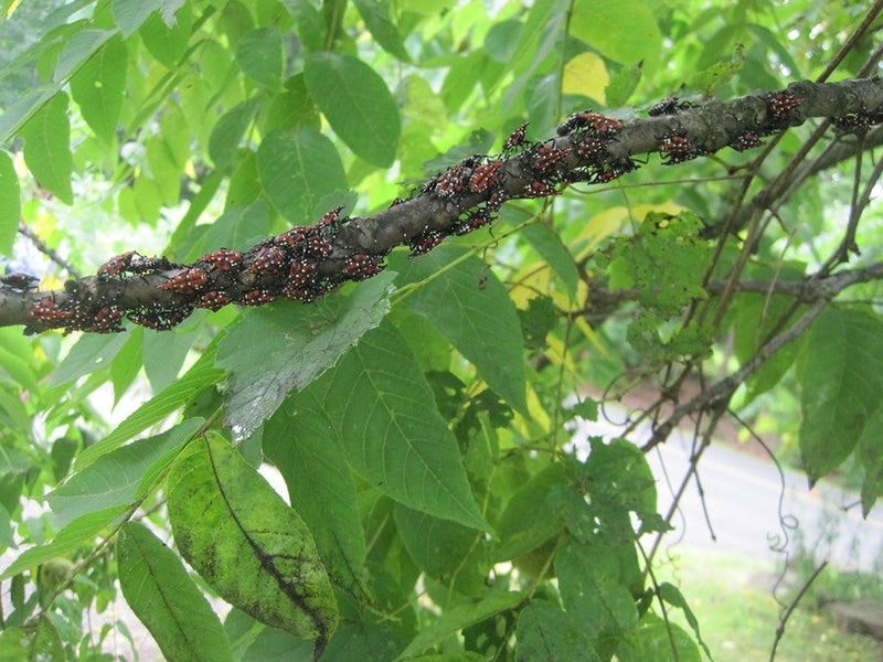 Separate Lanternfly Clues From Look-Alike Problems