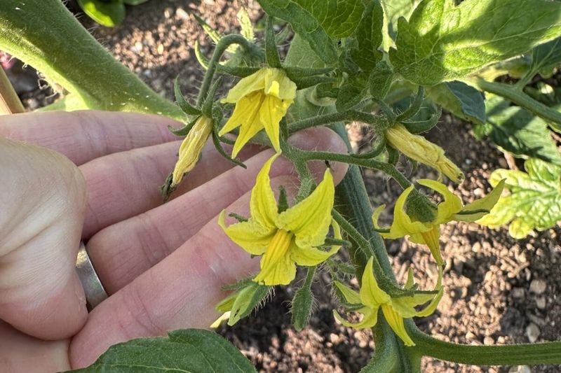 Separate blossom drop from blossom-end rot and disease