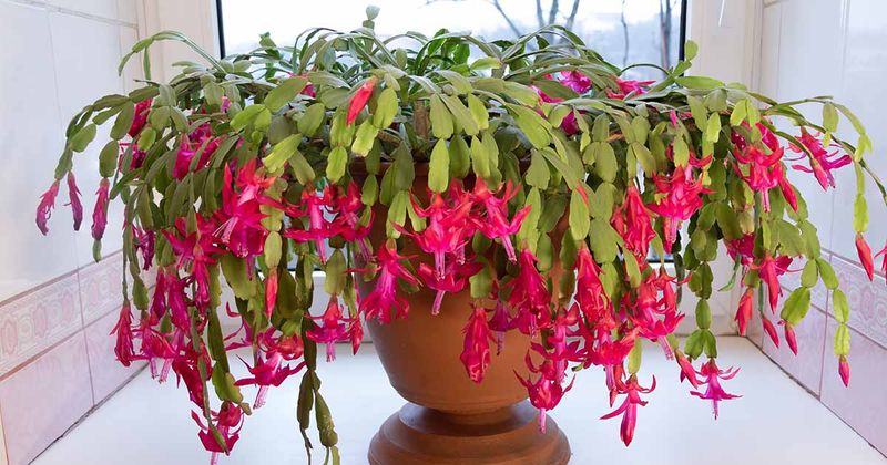Separate future flower initiation from current bud retention
