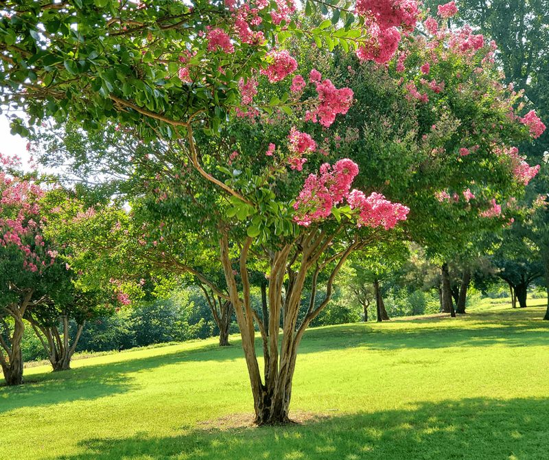 Separate necessary cleanup from optional rebloom efforts Separate necessary cleanup from optional rebloom efforts