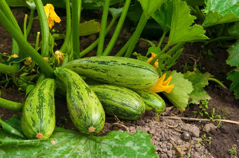 Separate oversized fruit from true harvest problems Separate oversized fruit from true harvest problems