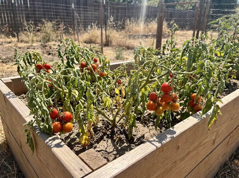 Separate root recovery from heat-related fruit-set failure