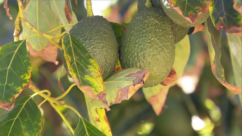 September fruit drop is a clue, not a diagnosis