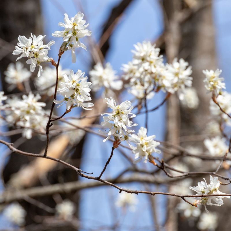Serviceberry (Amelanchier arborea) Serviceberry (Amelanchier arborea)