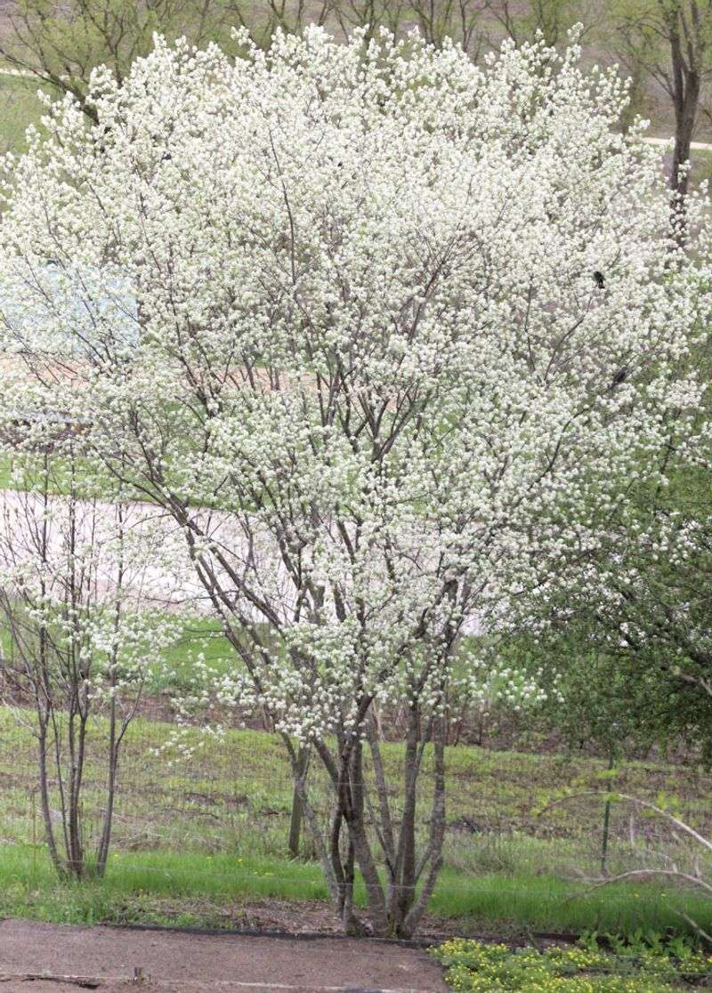 Serviceberry Earns Its Space When the Site Fits