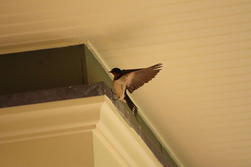 Set an honest expectation for a swallow-friendly yard Set an honest expectation for a swallow-friendly yard