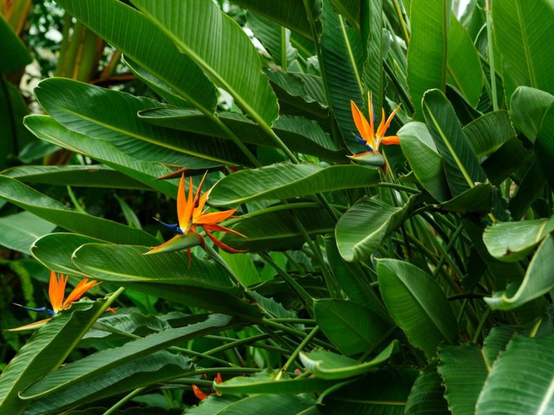 Set realistic expectations for fall flowers