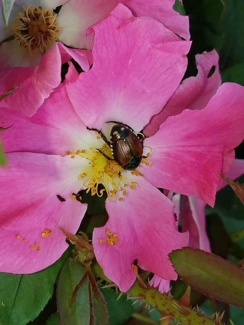 Set the goal at protecting the rose, not erasing every beetle