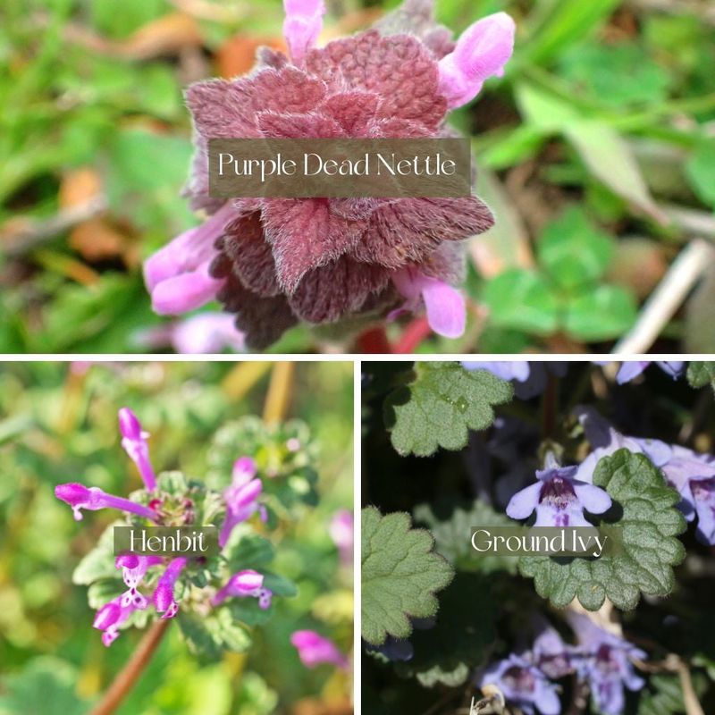 Several common lawn plants also bloom purple