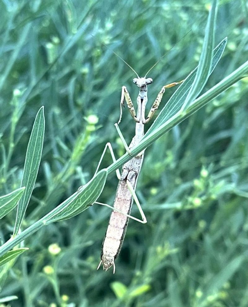Several mantis species can occupy a California yard Several mantis species can occupy a California yard