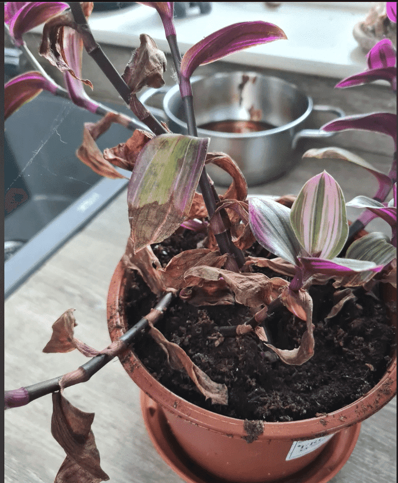 Several stresses can produce purple coloration Several stresses can produce purple coloration