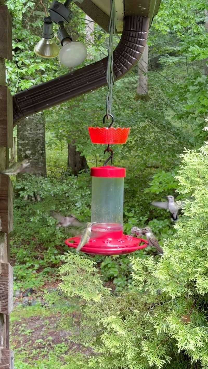 Shade-Kept Fresh Nectar Shade-Kept Fresh Nectar