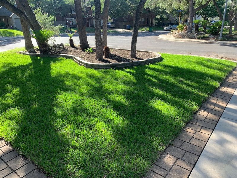 Shade can make a formerly healthy lawn impossible to maintain