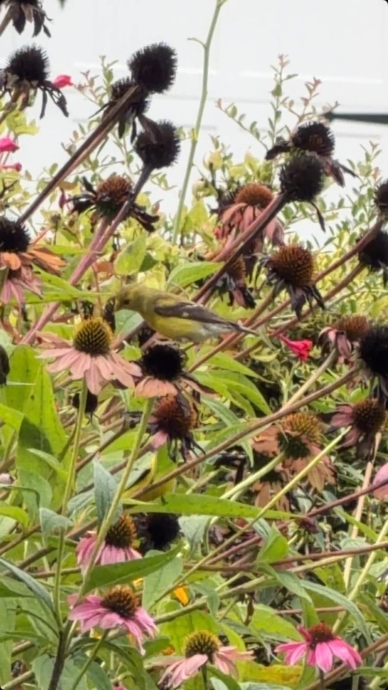 Share the seed heads with birds and the next generation of plants
