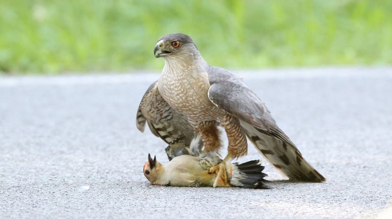 Sharp-shinned and Cooper's Hawks
