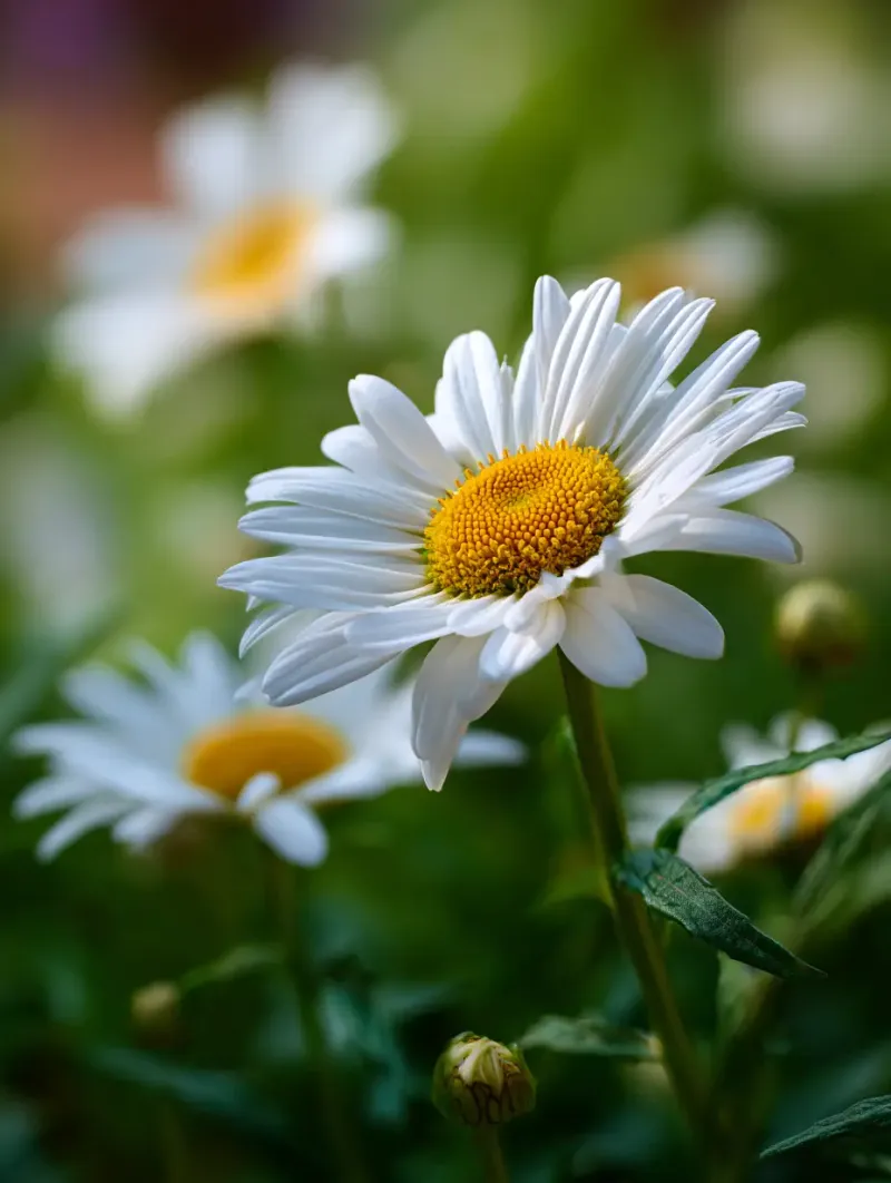 Shasta Daisy Shasta Daisy