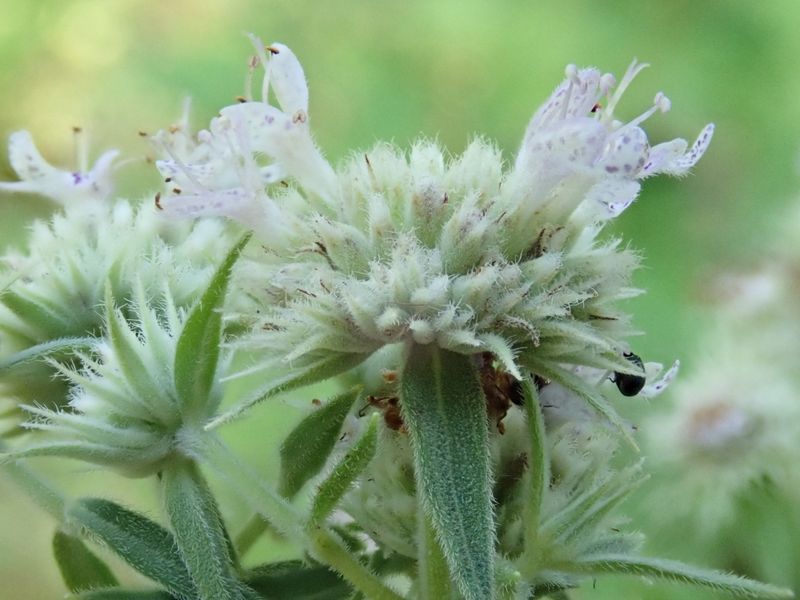 Short-Toothed Mountain Mint