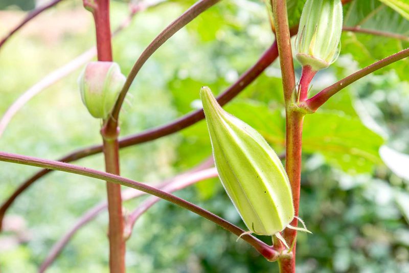 Shorten the route from flower to harvest Shorten the route from flower to harvest