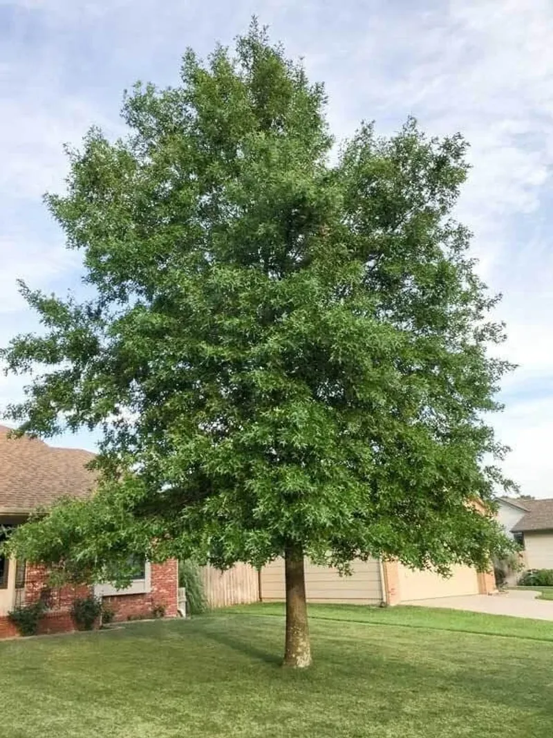 Shumard oak offers long-term shade for large Texas properties Shumard oak offers long-term shade for large Texas properties