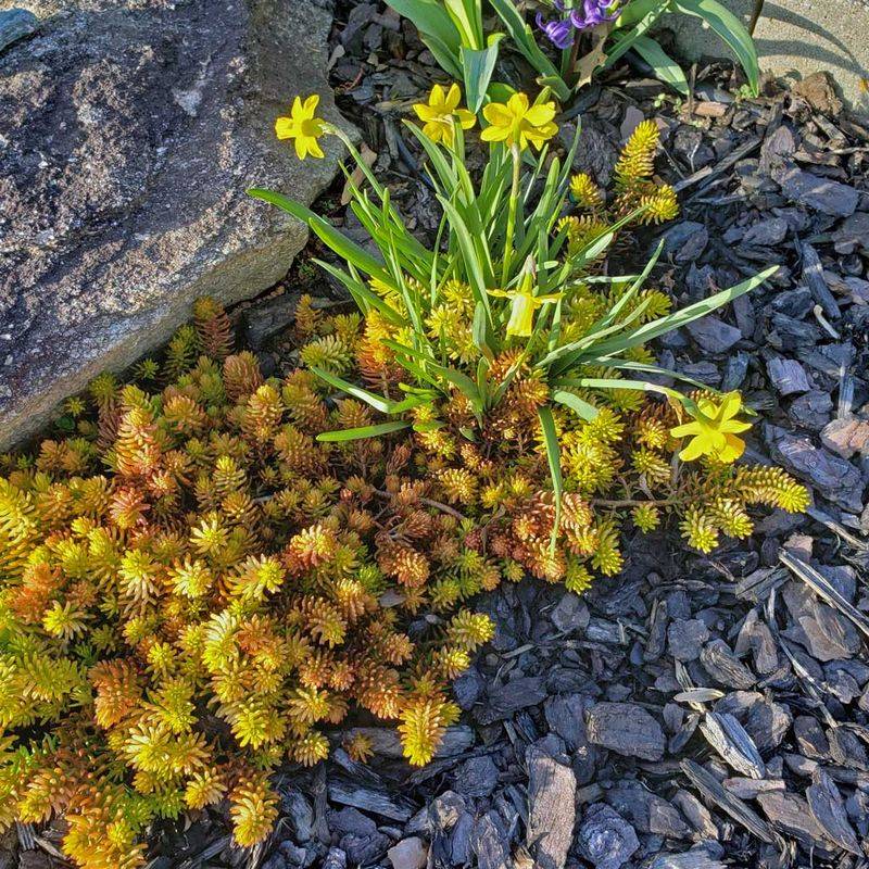 Silver Carpet (Dymondia) Alternative: Sedum 'Angelina'