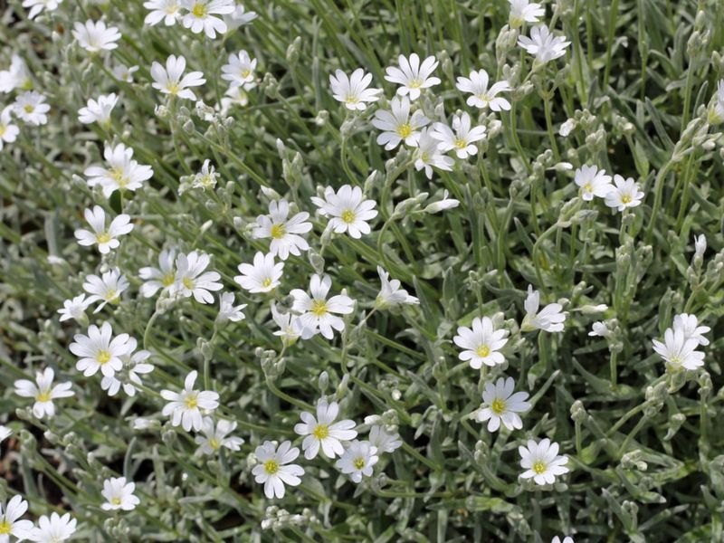 Silver Carpet (Dymondia and Cerastium alternatives - Cerastium tomentosum)