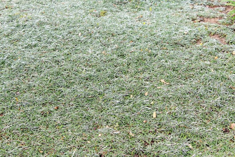Silver Carpet (Dymondia margaretae) Silver Carpet (Dymondia margaretae)