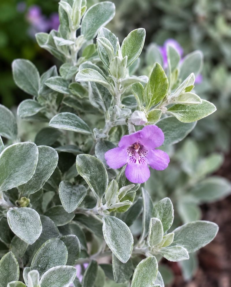 Silver Foliage Gives It Year-Round Structure