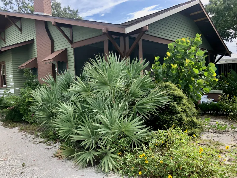 Silver Saw Palmetto